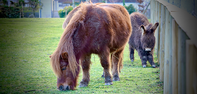 Mini farm with animals at Campanile De France.