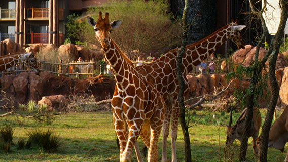 Exotic animals at Disney's Animal Kingdom Lodge